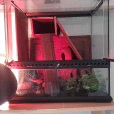 Image pour l'annonce Vend couple geckos