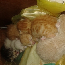 Image pour l'annonce Vends chatons