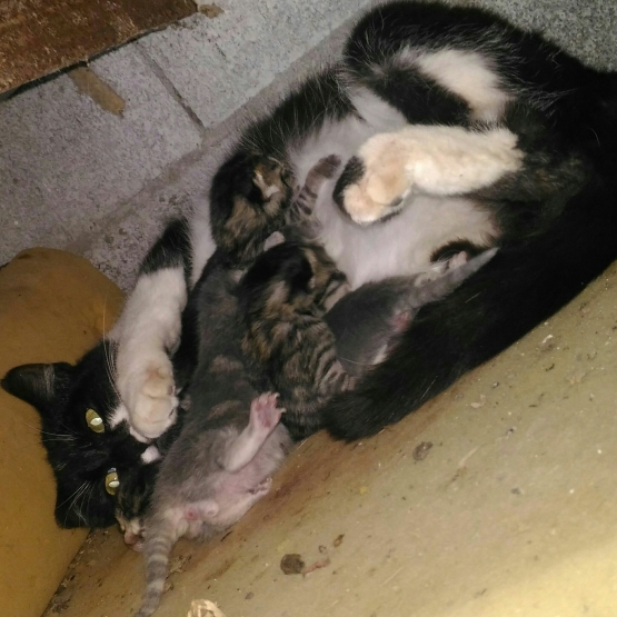 Image pour l'annonce donne Chatons