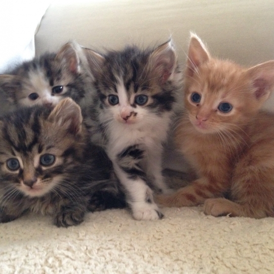 Image pour l'annonce Donne chatons