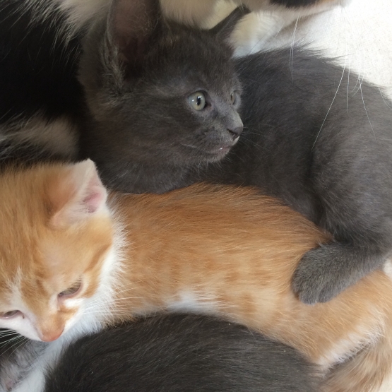Image pour l'annonce Donne chatons