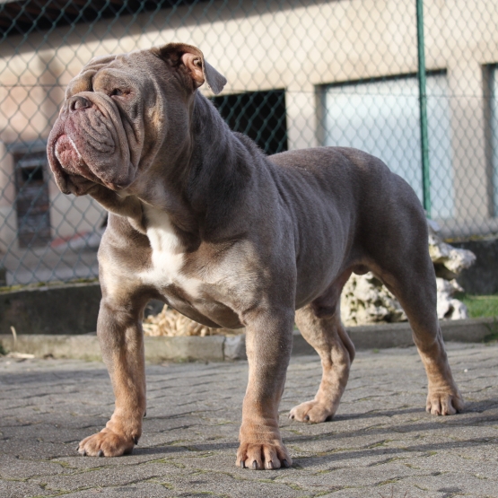 Image pour l'annonce Vend New english bulldog purple Lilac