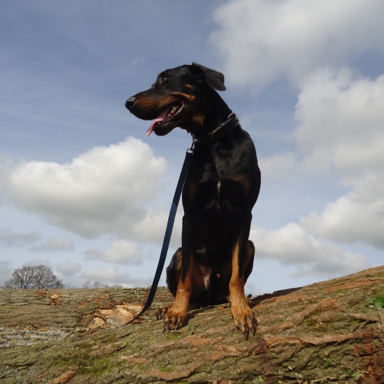 Image pour l'annonce vends Beauceron