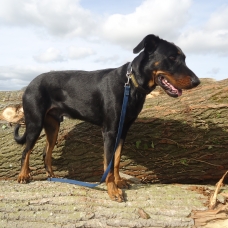 Image pour l'annonce vends Beauceron