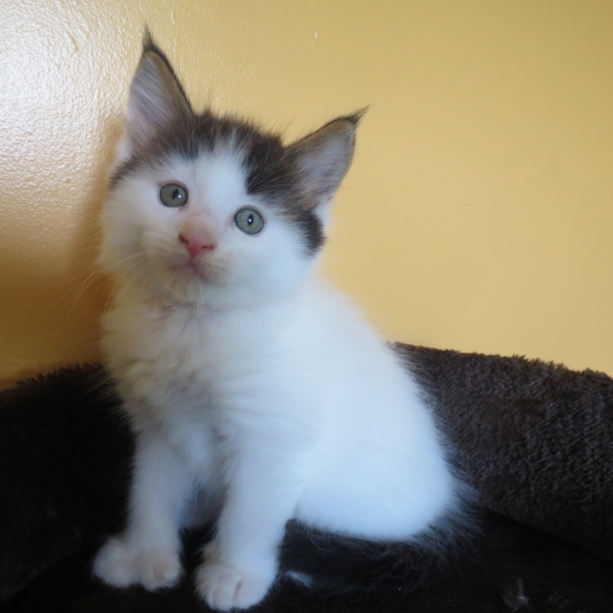 Image pour l'annonce Chaton Maine coon polydactyle Loof Van