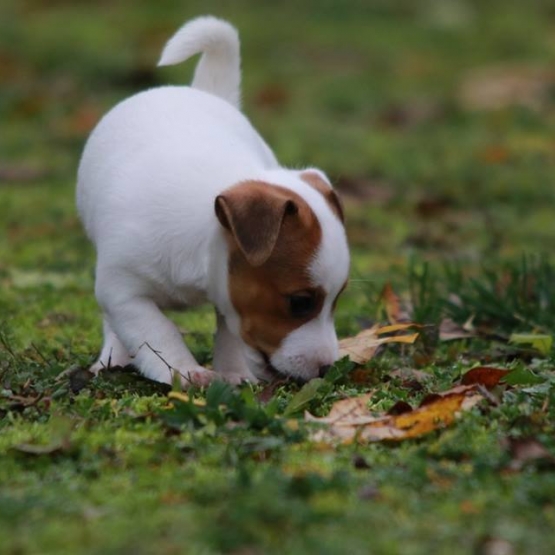 Image pour l'annonce Magnifique chiots de type Jack russell disponible de suite