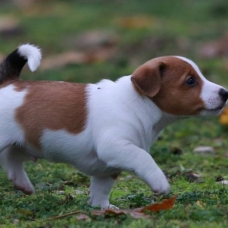 Image pour l'annonce Magnifique chiots de type Jack russell disponible de suite