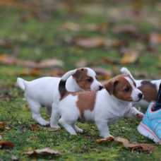 Image pour l'annonce Magnifique chiots de type Jack russell disponible de suite