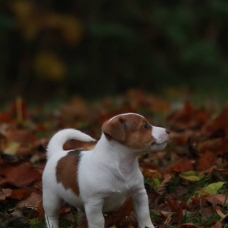 Image pour l'annonce Magnifique chiots de type Jack russell disponible de suite