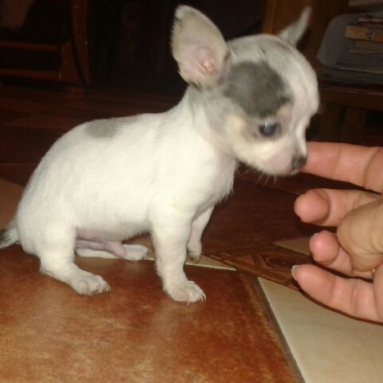 Image pour l'annonce Adorable chiot chihuahua cherche famille