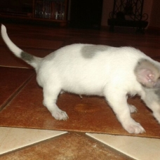 Image pour l'annonce Adorable chiot chihuahua cherche famille