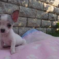 Image pour l'annonce Adorable chiot chihuahua cherche famille