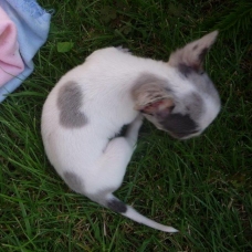 Image pour l'annonce Adorable chiot chihuahua cherche famille