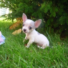 Image pour l'annonce Adorable chiot chihuahua cherche famille