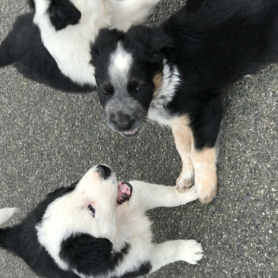 Image pour l'annonce Donne Border collie