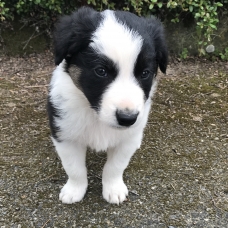 Image pour l'annonce Donne Border collie