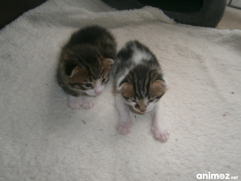 Donne chaton Creuse (23) GRATUIT sur