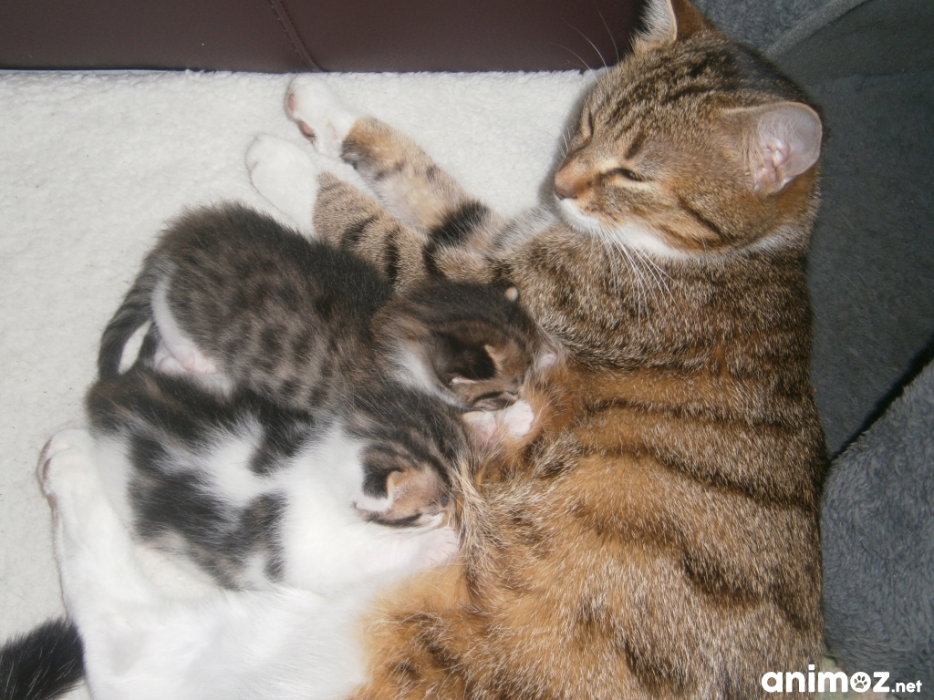 Donne chaton Creuse (23) GRATUIT sur