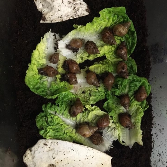 Image pour l'annonce Escargots géants (lissachatina fulica)
