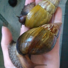 Image pour l'annonce Escargots géants (lissachatina fulica)