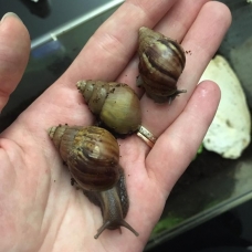 Image pour l'annonce Escargots géants (lissachatina fulica)