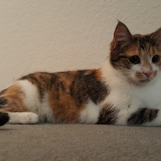 Image pour l'annonce Don chat femelle tricolore  - 11 mois