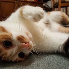 Image pour l'annonce Don chat femelle tricolore  - 11 mois
