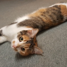 Image pour l'annonce Don chat femelle tricolore  - 11 mois