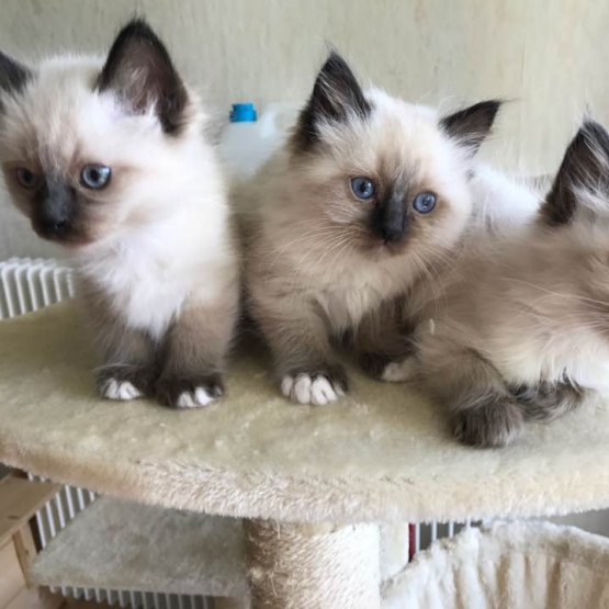 Image pour l'annonce Adorables chatons Sacré de Birmanie