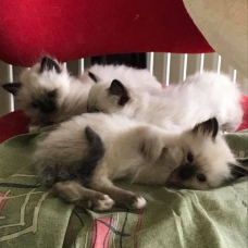 Image pour l'annonce Adorables chatons Sacré de Birmanie