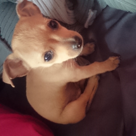 Image pour l'annonce Chiot mâle chihuahua