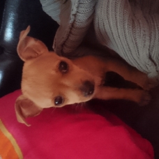 Image pour l'annonce Chiot mâle chihuahua
