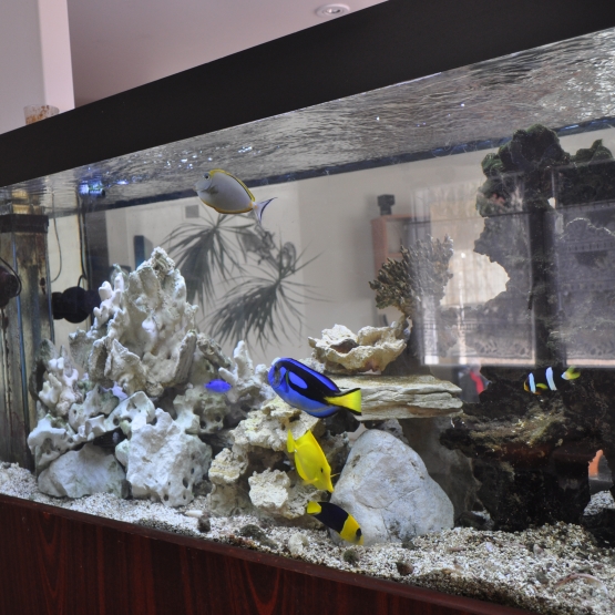 Image pour l'annonce vend aquarium marin