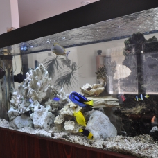 Image pour l'annonce vend aquarium marin