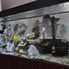 Image pour l'annonce vend aquarium marin