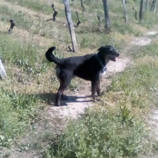 Image pour l'annonce donne chien