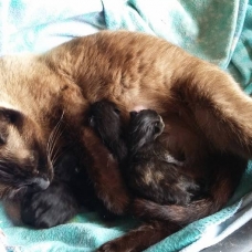 Image pour l'annonce Donne 3 chatons