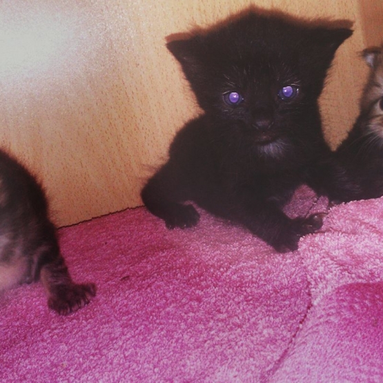 Image pour l'annonce Donne 4 chatons