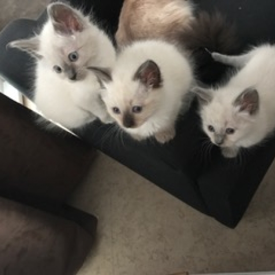 Image pour l'annonce chatons sacré de birmanie