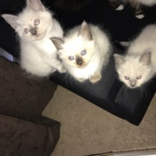 Image pour l'annonce chatons sacré de birmanie