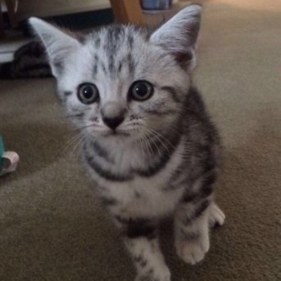 Chaton 3 mois a donner