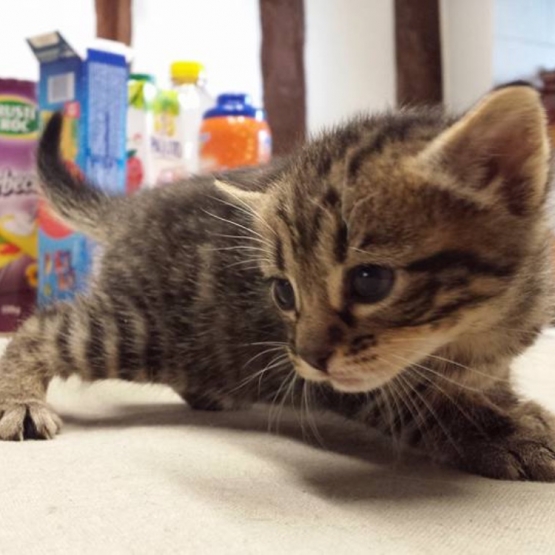 Image pour l'annonce Chaton tigrée (femelle)