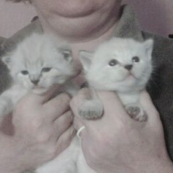 Image pour l'annonce donne trois chaton