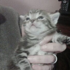 Image pour l'annonce donne trois chaton