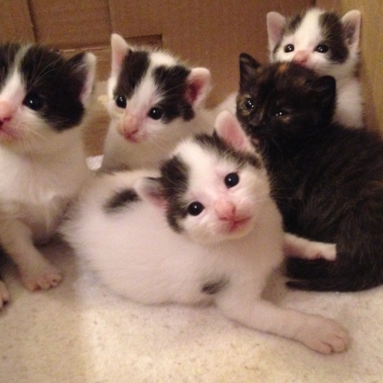 Image pour l'annonce donne chaton