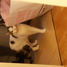 Image pour l'annonce Donne chat sanji