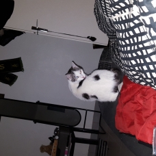 Image pour l'annonce Donne chat sanji