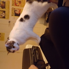 Image pour l'annonce Donne chat sanji