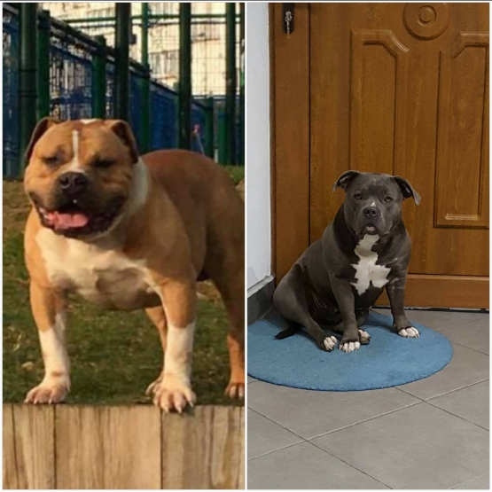 Image pour l'annonce A reserver American Bully ABKC