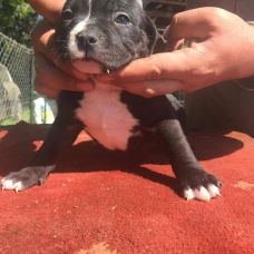 Image pour l'annonce A reserver American Bully ABKC